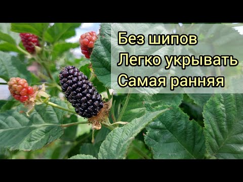 Выращивание и уход за ежевикой Коламбия Санрайз Ежевика Коламбия Санрайз: советы по выращиванию и уходу
