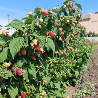 Атлант(ЗКС)