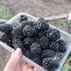 Понка (Ponca) (ЗКС)