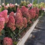 Бонфаер (Bonfire) (ЗКС)