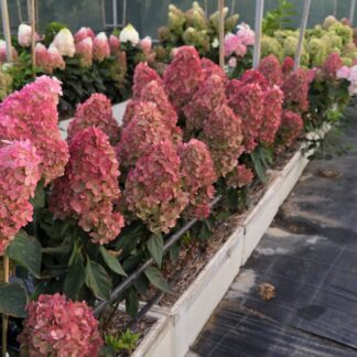 Бонфаер (Bonfire) (ЗКС) Бонфаер (Bonfire) (ЗКС)