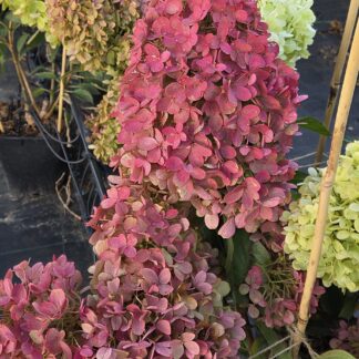 Распберри Пинк (Raspberry Pink) (ЗКС) Распберри Пинк (Raspberry Pink) (ЗКС)