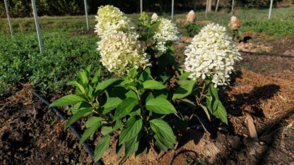 Роял Флауэр (Royal Flower) (ЗКС)