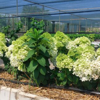 Бобо (Bobo) (ЗКС)