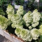 Строуберри Блоссом (Strawberry Blossom) (ЗКС)
