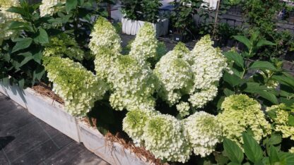 Строуберри Блоссом (Strawberry Blossom) (ЗКС)