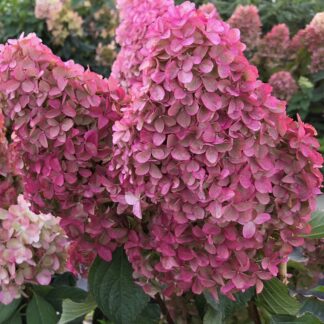 Фрайз Мельба (Fraise Melba) (ЗКС) Фрайз Мельба (Fraise Melba) (ЗКС)