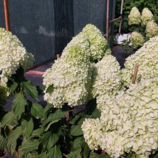 Кэнди Лав (Candy Love) (ЗКС)