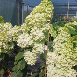 Мэджикал Мунлайт (Magical Moonlight) (ЗКС) Мэджикал Мунлайт (Magical Moonlight) (ЗКС)