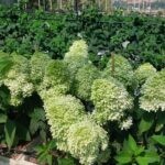 Роял Флауэр (Royal Flower) (ЗКС)