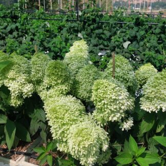Роял Флауэр (Royal Flower) (ЗКС)