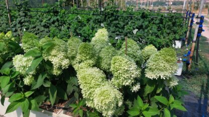 Роял Флауэр (Royal Flower) (ЗКС)