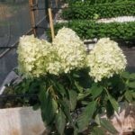 Коттон Крем (Cotton Cream) (ЗКС)