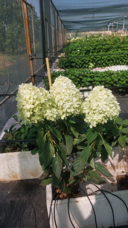 Коттон Крем (Cotton Cream) (ЗКС)