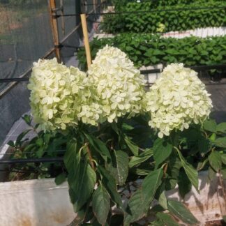 Гортензия метельчатая Коттон Крем (Cotton Cream) (ЗКС)