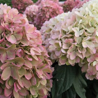 Литл Фреско (Little Fresco) (ЗКС) Литл Фреско (Little Fresco) (ЗКС)