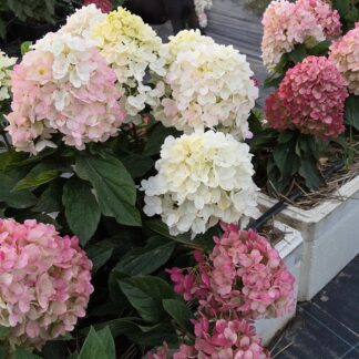 Литл Роузи (Little Rosy) (ЗКС)