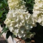 Литл Роузи (Little Rosy) (ЗКС)