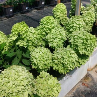 Литл Лайм (Little Lime) (ЗКС)