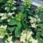 Пастель Грин  (Pastel Green) (ЗКС)