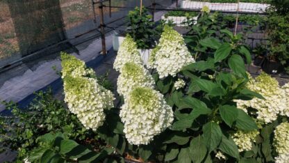 Строуберри Блоссом (Strawberry Blossom) (ЗКС) — изображение 2