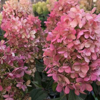 Панзола (Panzola) (ЗКС) Панзола (Panzola) (ЗКС)