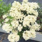 Гортензия метельчатая Поулстар (Polestar) (ЗКС)