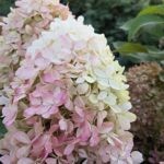 Роял Флауэр (Royal Flower) (ЗКС)