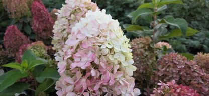 Роял Флауэр (Royal Flower) (ЗКС)