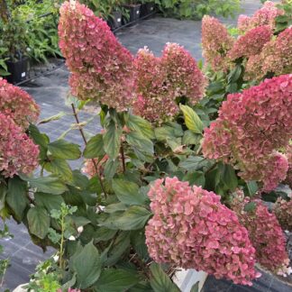 Строуберри Блоссом (Strawberry Blossom) (ЗКС) Строуберри Блоссом (Strawberry Blossom) (ЗКС)