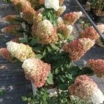 Строуберри Блоссом (Strawberry Blossom) (ЗКС)