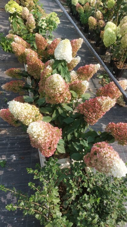 Строуберри Блоссом (Strawberry Blossom) (ЗКС)