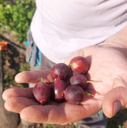 Компромисс (ЗКС)