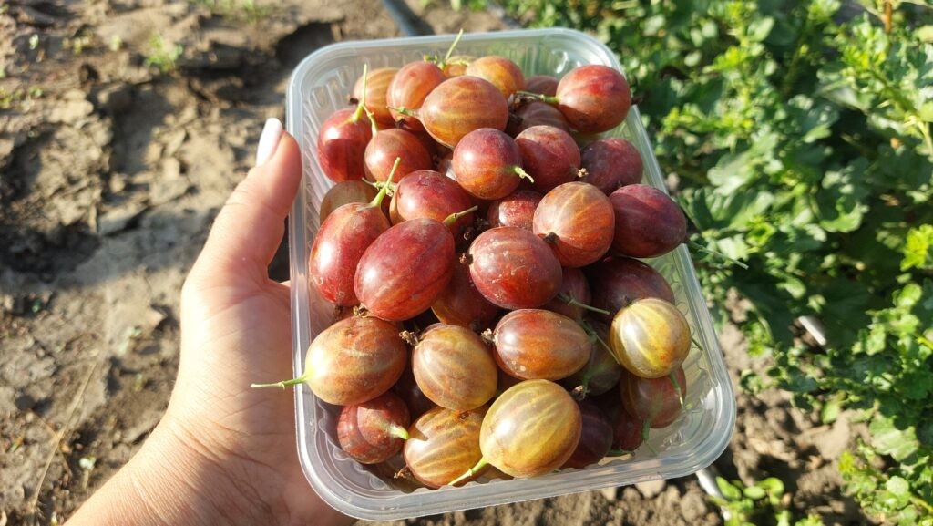 Корневая система саженца ежевики в руках Марины