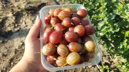 Лаприма (Laprima)(ЗКС) — изображение 2
