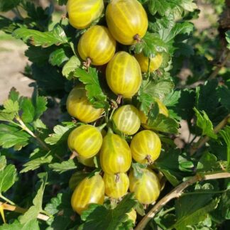 Голдлинг (Goldling)(ЗКС)