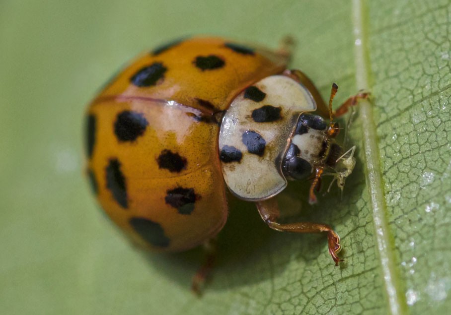 Гармонии (Harmonia axyridis)