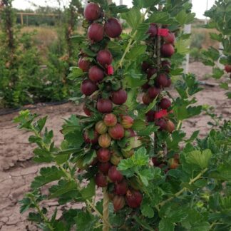 Галатея (ЗКС)