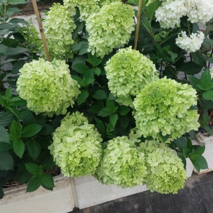 Краса Лесково (ЗКС)