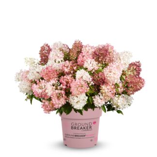 Граундбрейкер Блаш (Groundbreaker Blush) (ЗКС)