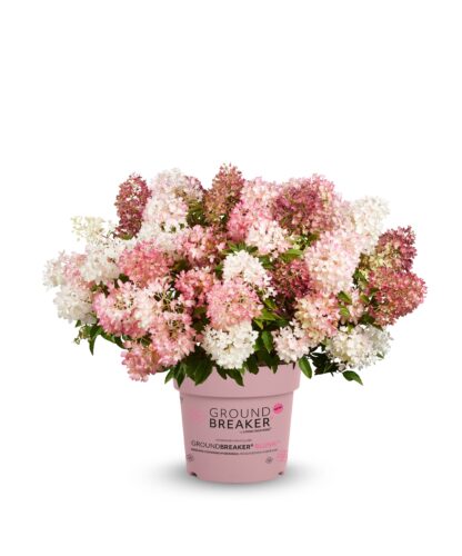 Граундбрейкер Блаш (Groundbreaker Blush) (ЗКС)