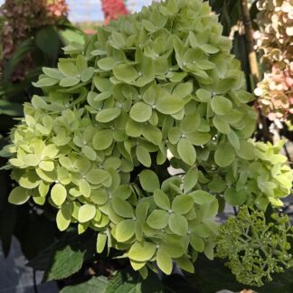 Литл Эппл (Little Apple) (ЗКС) Литл Эппл (Little Apple) (ЗКС)