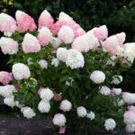 Гортензия метельчатая Пинк энд Роуз (Pink and Rose) (ЗКС)