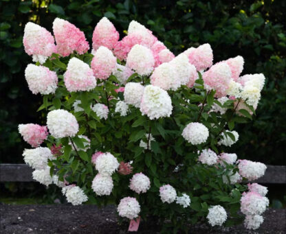 Пинк энд Роуз (Pink and Rose) (ЗКС)