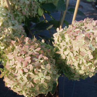 Пиксио (Pixio) (ЗКС)