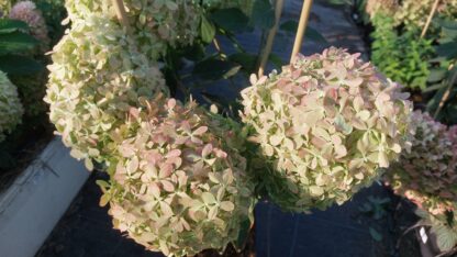 Пиксио (Pixio) (ЗКС)