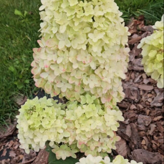 Би Джей (Bee J) (ЗКС) Би Джей (Bee J) (ЗКС)