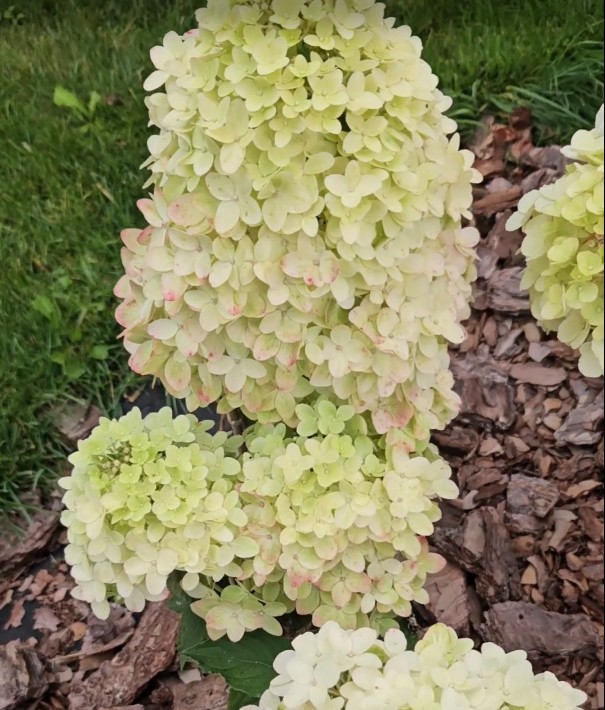 Би Джей (Bee J) (ЗКС) Би Джей (Bee J) (ЗКС)