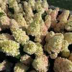 Би Свит (Bee Sweеt) (ЗКС)