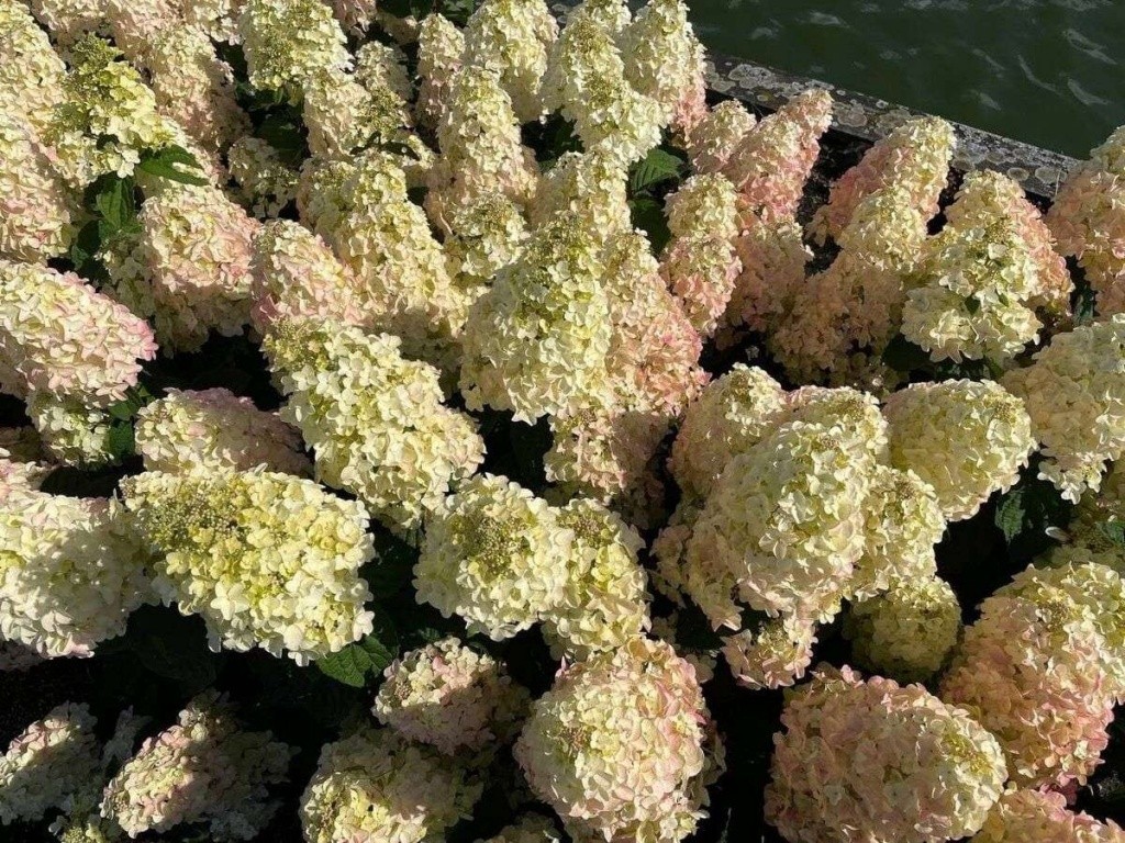 Би Свит (Bee Sweеt) (ЗКС) Би Свит (Bee Sweеt) (ЗКС)